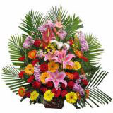 ֥ʻٵ